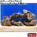 （海水魚）Sグレードライブロック　60cmレギュラー水槽用（1セット）（形状お任せ）　北海道・九州航空便要保温