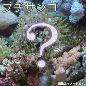 （サンゴ）お一人様3点限り　おまかせプチサンゴ（ソフトコーラル）（1個）　y−18