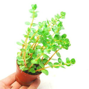 ijA@^@gfBtHAitji_ji1j