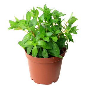 ijA@hEBWA@uryXitji_ji1j