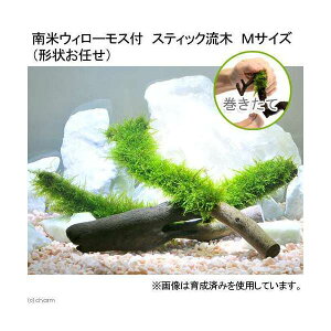 (水草)巻きたて 南米ウィローモス スティック流木 Mサイズ(約20cm)(形状お任せ(水中葉)(無農薬)(1本)