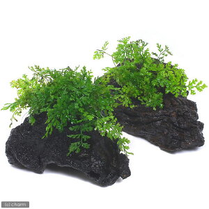 (テラリウム)ボルビティスsp.ベビーリーフ 流木 Mサイズ(約20cm)(水上葉)(1本) 北海道・九州航空便要保温