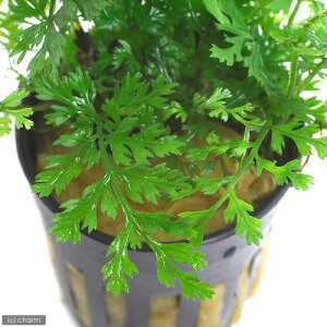 ieEj{reBXspDxr[[ti1|bgj@kCEBq֗vۉ