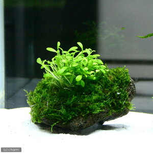 ijOb\XeBO}~bNXX@nΕtitji1j