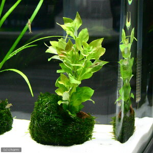 ijhEBWA@yX@O[@EB[X@nΕti1j