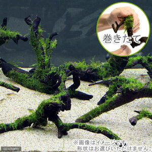 (水草)巻きたて 南米ウィローモス 枝状流木 Mサイズ(約20cm〜)(水中葉)(無農薬)(1本)