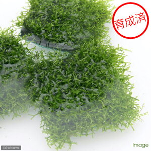 ij琬ρ@VA@^C@itji_ji1j@kCEBq֗vۉ