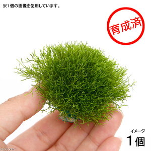 ij琬ρ@VA@{[itji_ji1j@kCEBq֗vۉ