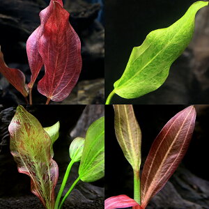 (水草)おまかせエキノドルス2種(水中葉)(無農薬)(2株)