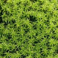（観葉植物）テラリウム　苔　スナゴケ　1パック分