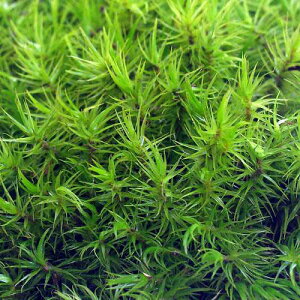 �i�e�����E���j�ہ@�V�b�|�S�P�@1�p�b�N��