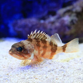 （海水）（海水魚）ユメカサゴ（1匹）　北海道・九州航空便要保温