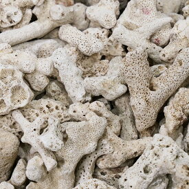 コーラルボーン　サンゴ砂　＃40　10kg　関東当日便