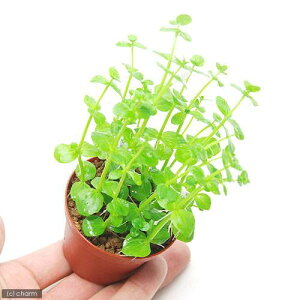 ijA@h}AR_[^itji_ji1j