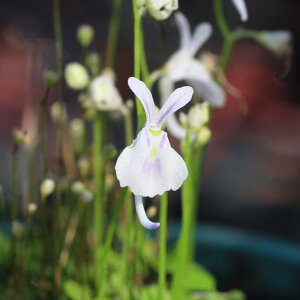 �i�H���A���j�E�T�M�S�P�i�E�g���N�����A�@�T���_�[�\�j�[�j2���i1�|�b�g�j�i�x����ԁj