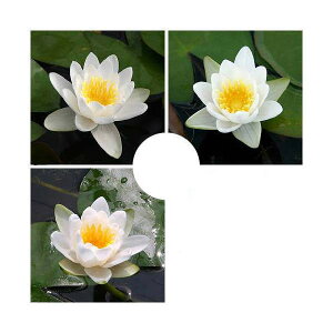 irIg[vj@@܂ѐi퐇@iXCj@nF@1i1|bgjixԁj