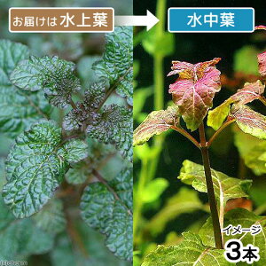 ijw~OtBXspDp[v@Eh[titji_ji3{j