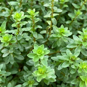 ijAOACA@~Y}coitji_ji10{j