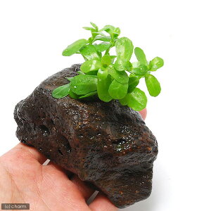 ijoRp@jGitjnΕti_ji1j