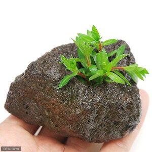 ijj[h[t@hEBWAitjnΕti_ji1j