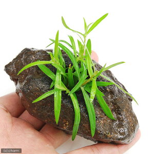 ijPjICOTspDIWitjnΕti_ji1j