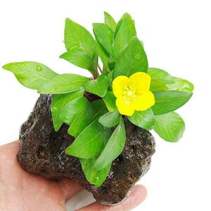 ijhEBWA@CNi[^@L[oitjnΕti_ji1j