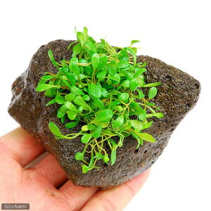 ijOb\XeBO}itjnΕti_ji1j@kCEBq֗vۉ