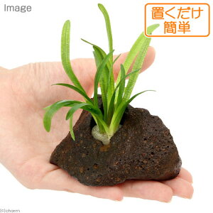 ijuȒP@sO~[`F[TW^A@nΕtitji_ji1j