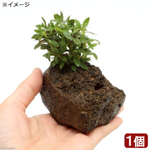 ijj[I_vgitjnΕti_ji1j