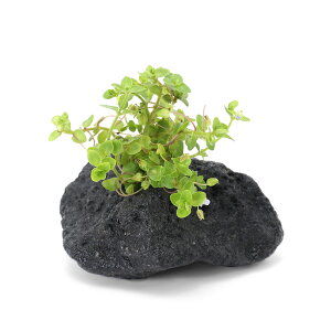 ijoRp@I[XgXitjnΕti_ji1j