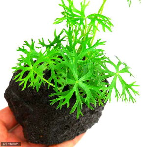 ijkNX@Ck_^XitjnΕti_ji1j