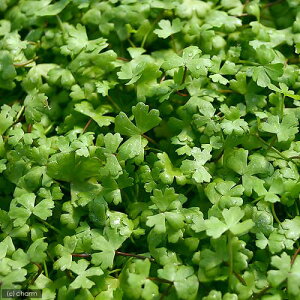 ijI[XgA@m`hitji_ji1pbNj