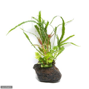ijPlants@Arrangement@U@{TC@VerD܂~N\Eitji1j