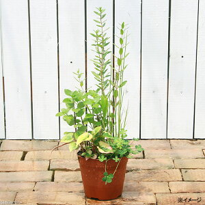 irIg[vjA@_J̉BƁ@uȒP@CX^grIg[vi񂹐Aji1j_J̊񂹐A@򉻁@BƁ@Yixԁj