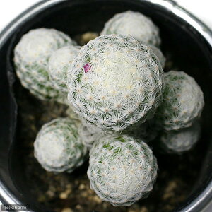 iAjT{e@}~A@Pt@2D5`3i1j