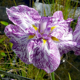 （ビオトープ）水辺植物　花菖蒲　七福神（シチフクジン）江戸系紫地白筋三英花（1ポット）