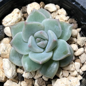 iAjGPxA@O@2`2D5i1|bgj