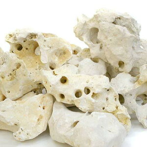 形状お任せ 化石サンゴ Lサイズ(約25〜30cm) 1個 アクアリウム レイアウト素材 メダカ アフリカンシクリッド 海水 関東当日便