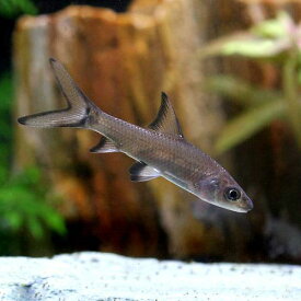 （熱帯魚）シルバー・シャーク（5匹）　北海道・九州航空便要保温