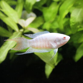 （熱帯魚）アルビノ・タイワンキンギョ（パラダイスフィッシュ）（1匹）　北海道航空便要保温