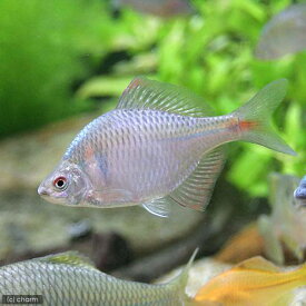 （淡水魚）タイリクバラタナゴ　4～6cm（3匹）