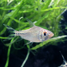 （熱帯魚）シルバー・プロキロダス（ブリード）（1匹）　北海道・九州航空便要保温