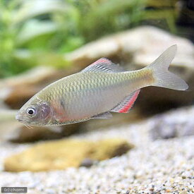 （淡水魚）ヤリタナゴ（3匹）