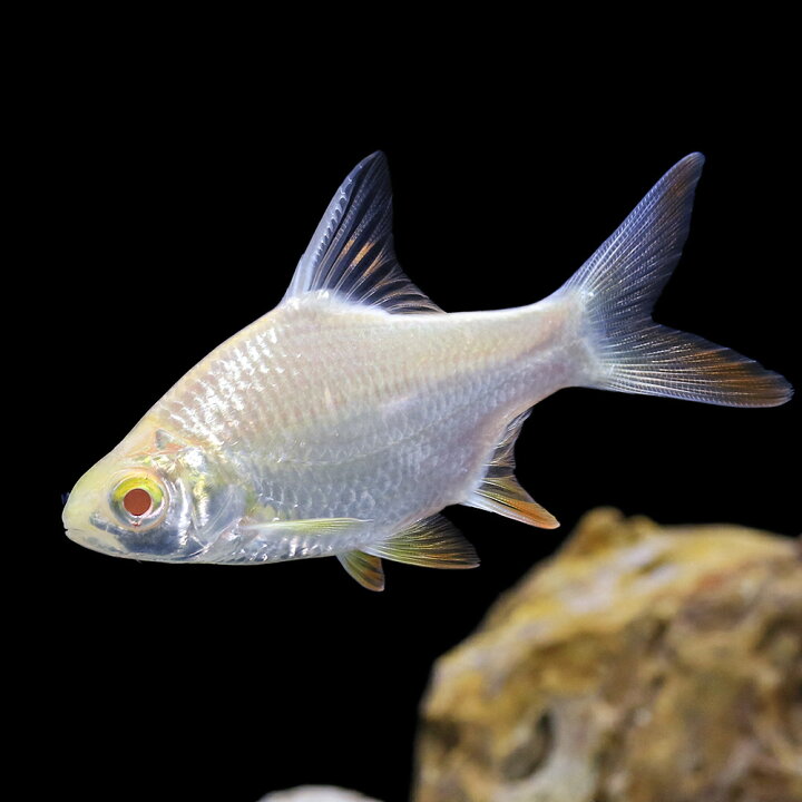 楽天市場】（熱帯魚）アルビノレッドフィンバルブ（1匹） 北海道 