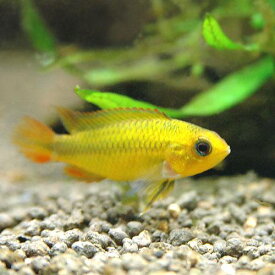 （熱帯魚）アピストグラマ・アガシジィ　ダブルレッド　メス（1匹）　北海道・九州航空便要保温