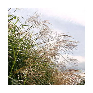 iR쑐jXXLiji킨܂@2D5`4i1|bgjixԁj