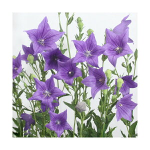 iR쑐jLLEij[j@j[@3i1|bgjixԁj