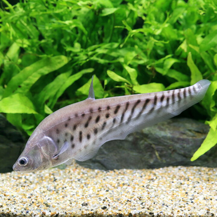 楽天市場】（入荷未定）（熱帯魚）ロイヤル・ナイフフィッシュ S 