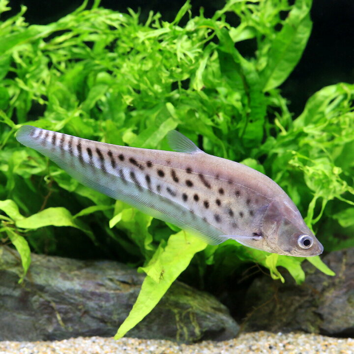 楽天市場】（熱帯魚）ロイヤル・ナイフフィッシュ Sサイズ（1匹 