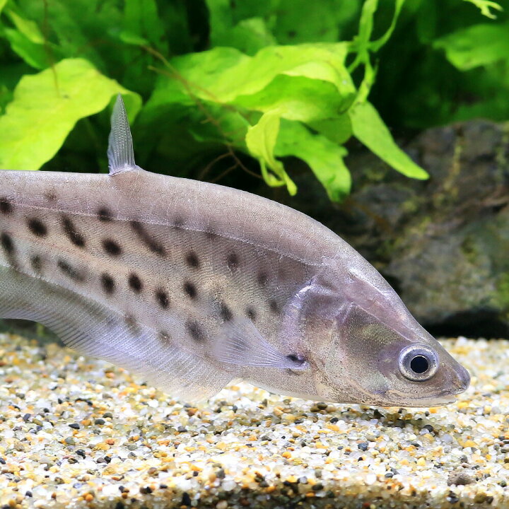 楽天市場】（入荷未定）（熱帯魚）ロイヤル・ナイフフィッシュ S 